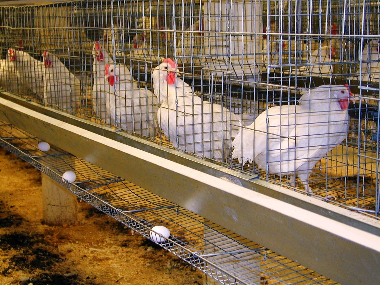 role-of-poultry-farming-for-socio-economic-development-of-punjab-farmers