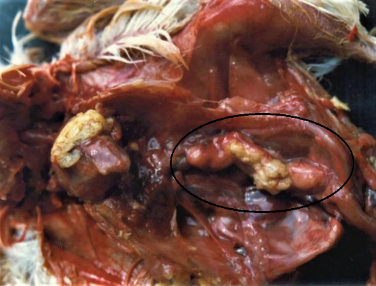 Fig. 4: Salpingitis showing caseous material in the oviduct with inflammation and thickening)