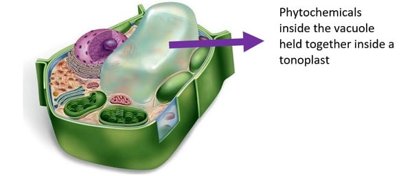 Figure 2: Schematic representation of the Tonoplast