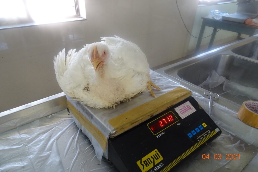 Bird weighed during research