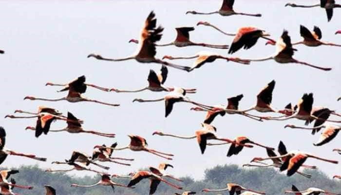 Fig 4.Siberian cranes make the longest distance migrations and winter in Indian waterbodies