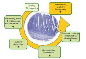 biomin 3