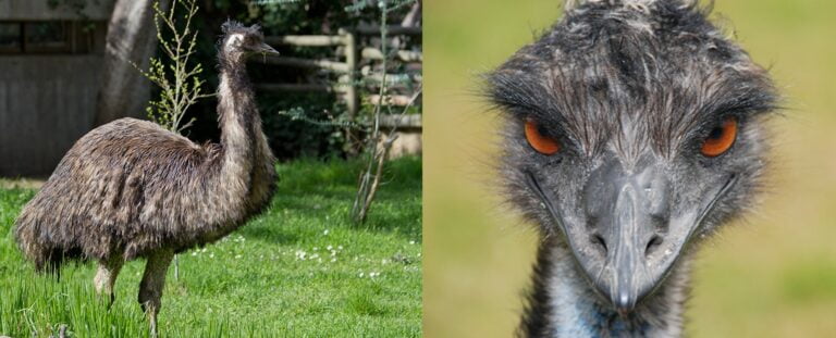 Emu farming and management