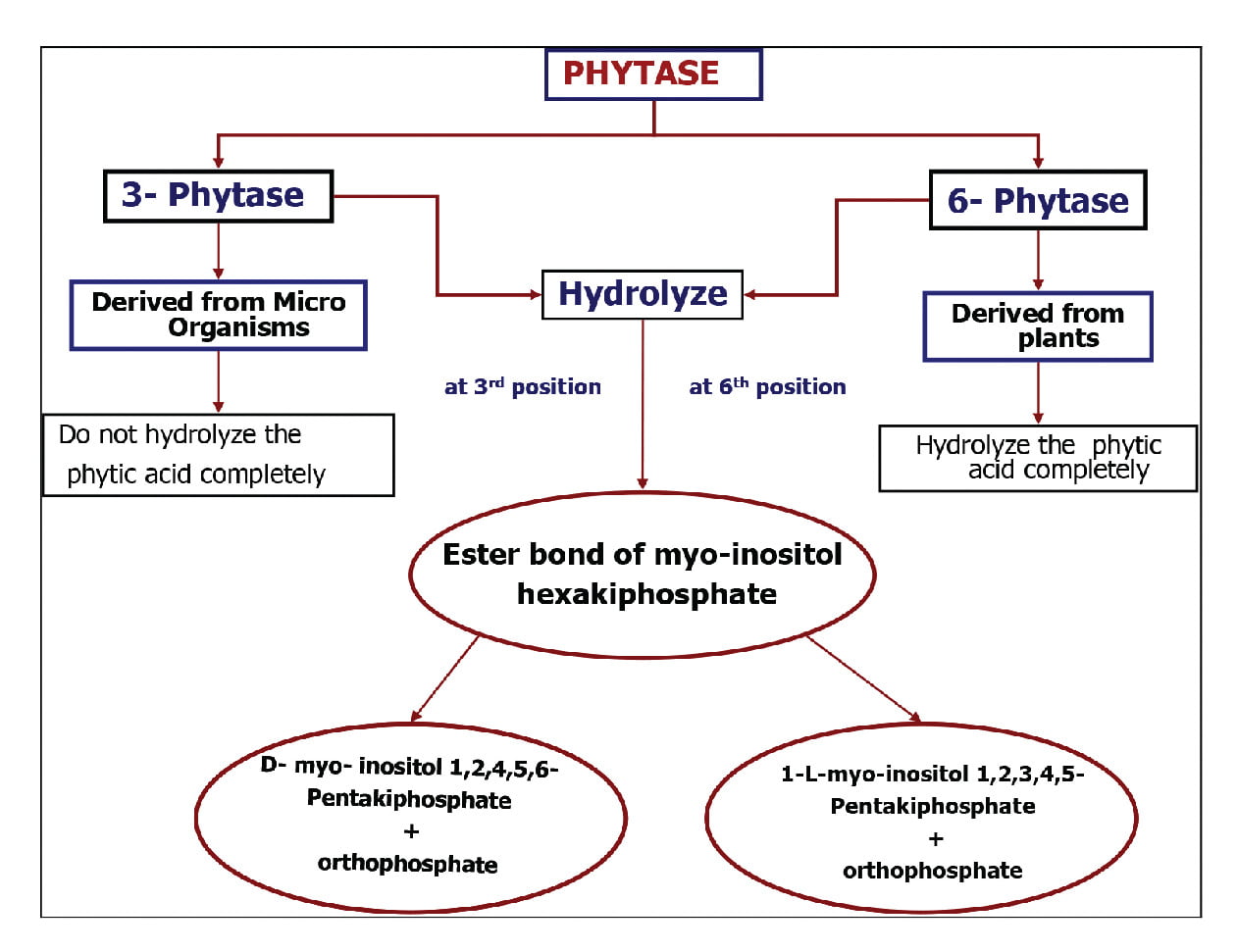 ROLE OF PHYTIC ACID AND PHYTASE IN POULTRY NUTRITION