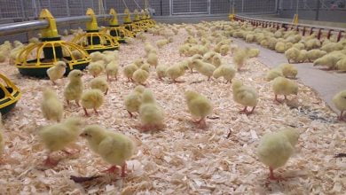 NON STARCH POLYSACCHARIDES IN POULTRY FEEDING