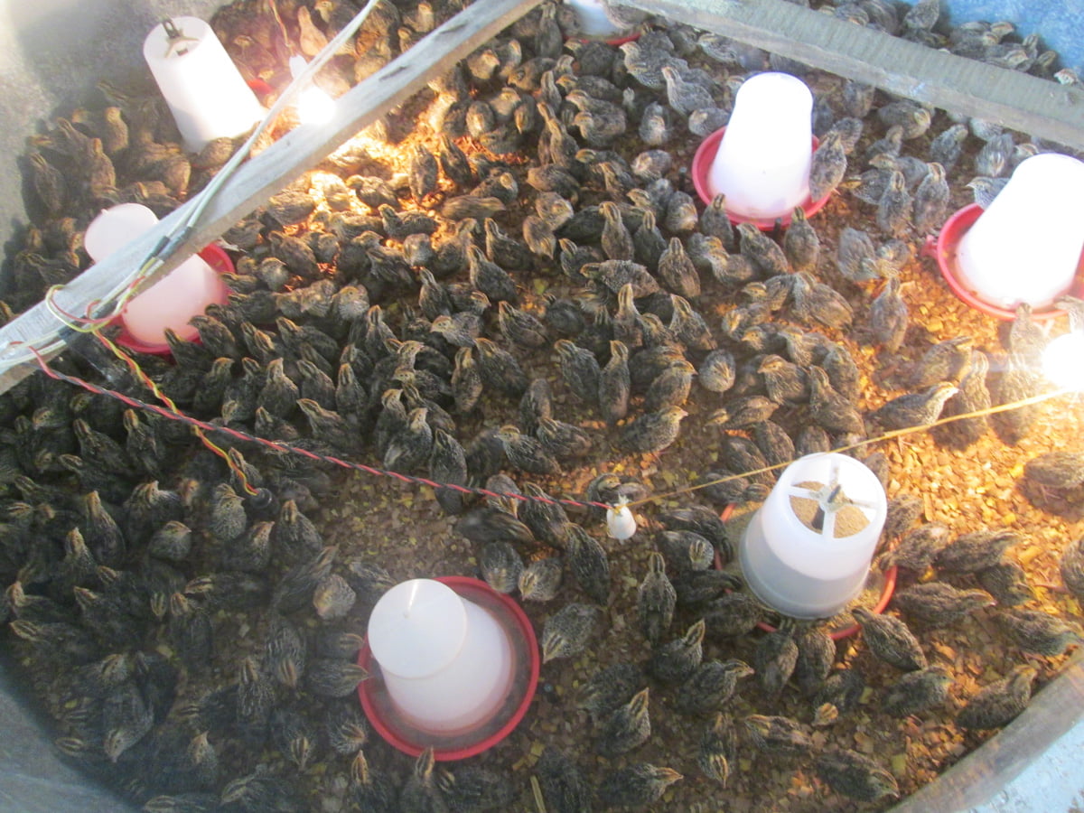 japanese quail farming