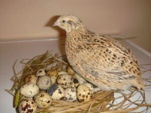 quail bird eggs