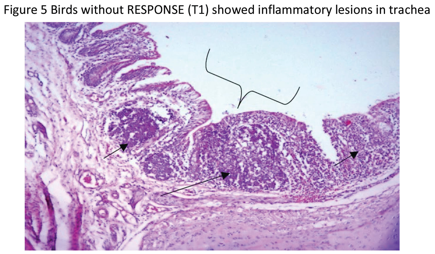 RESPONSE - Eases respiratory distress in poultry