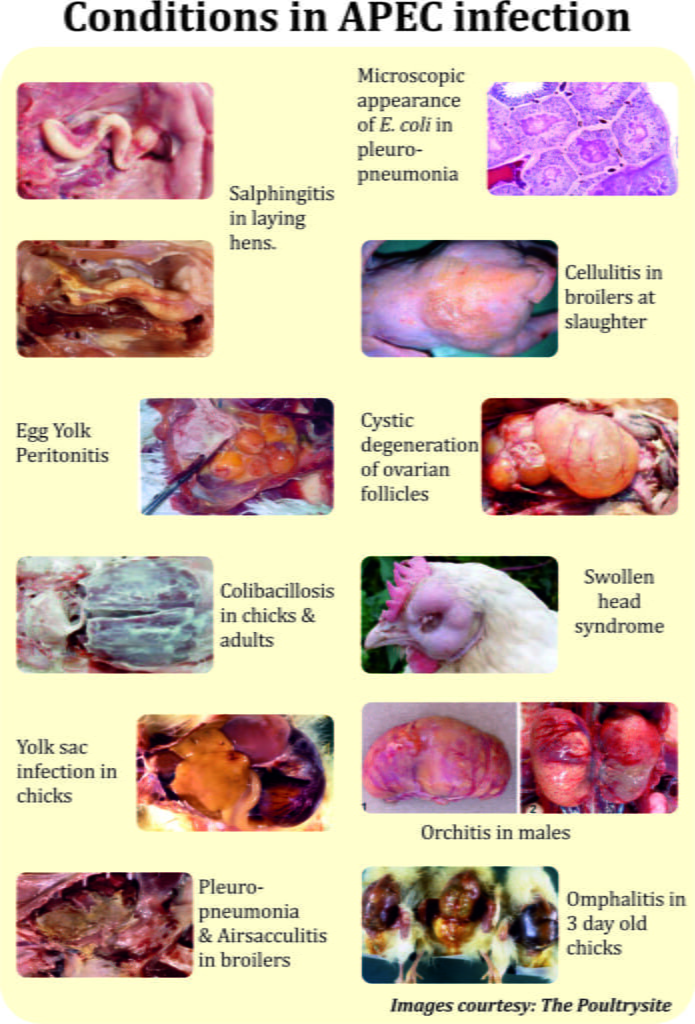 E. coli infections in poultry and their successful management with