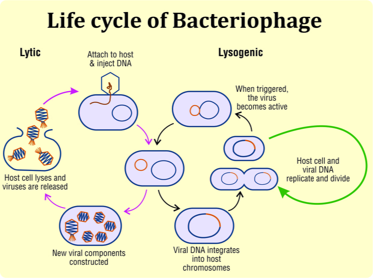 E. coli infections in poultry and their successful management with