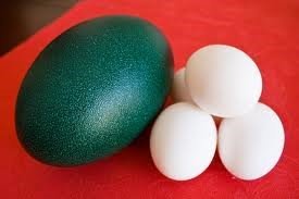 emu egg1