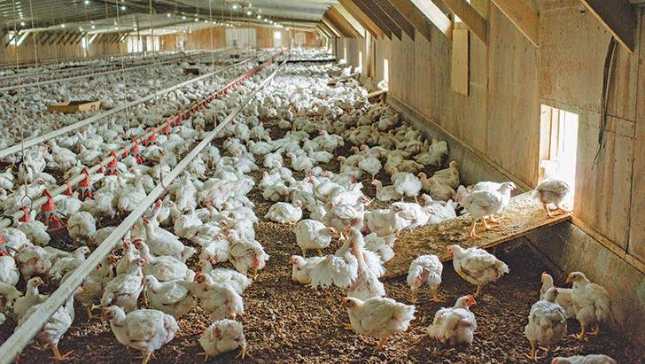 Download Key Points Of Organic Poultry Farming