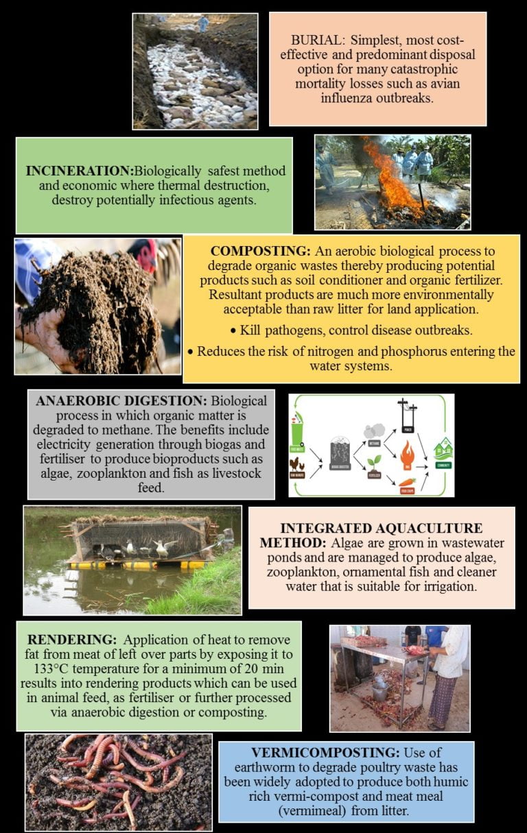 SCOPE OF POULTRY WASTE MANAGEMENT AND UTILIZATION ENGLISH MONTHLY