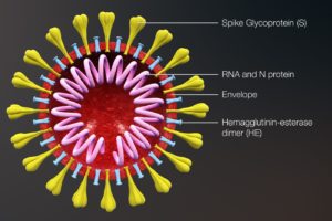 CORONA VIRUS MORPHOLOGY