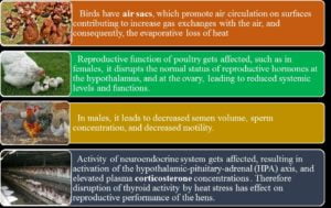 HEAT STRESS 1