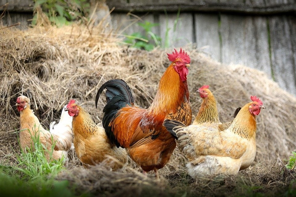 impact-of-heat-stress-in-poultry-production