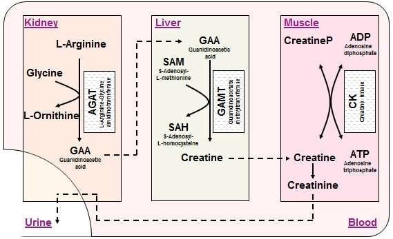 CREATINE A CONDITIONALLY ESSENTIAL NUTRIENT