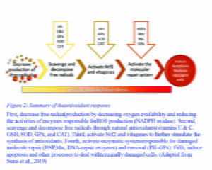 Figure 2 Summary of theantioxidant response