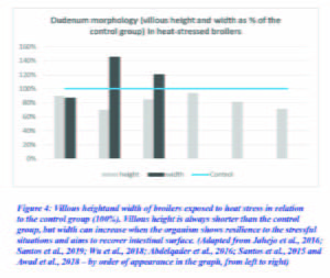 Figure 4 Villous heightand width