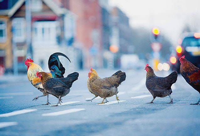 A COMPLETE GUIDE FOR POULTRY INSURANCE IN INDIA - ENGLISH MONTHLY MAGAZINE