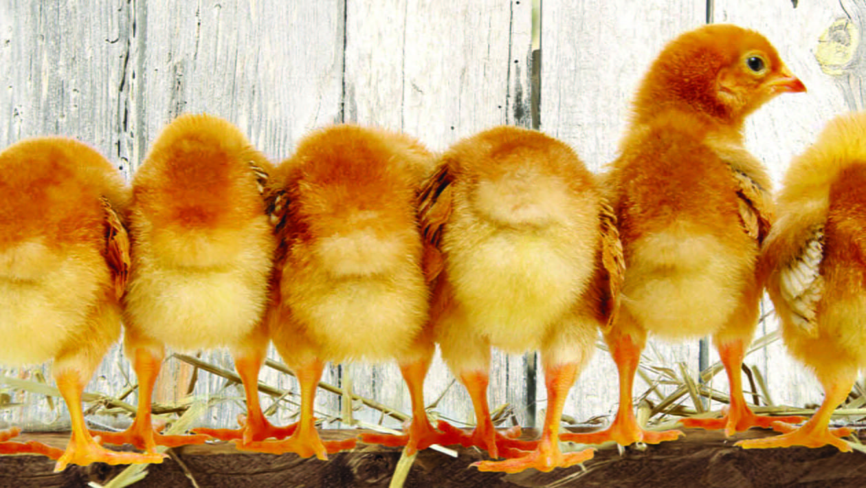 POULTRY FARM WASTE DISPOSAL MANAGEMENT Poultry Punch