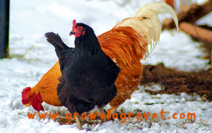 Poultry Farming in Winter...