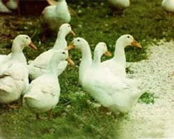 duck image 1