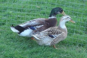 duck image 2