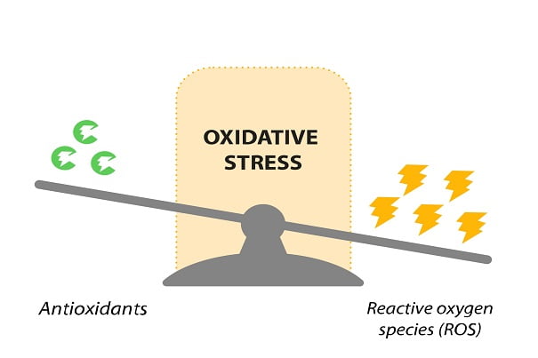Heat stress oxidative stress EN page 0001