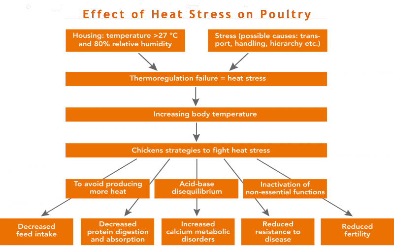 Poultry Farming in Summer.