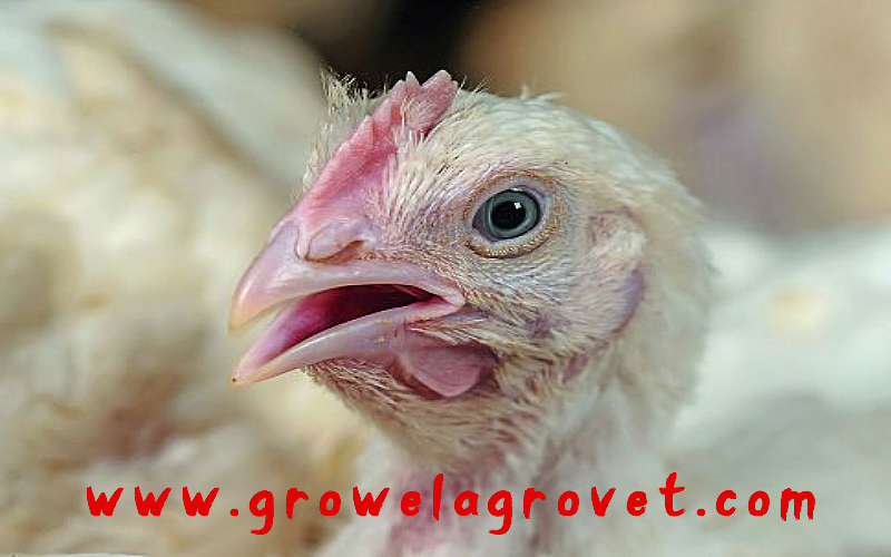 Poultry Farming in Summer