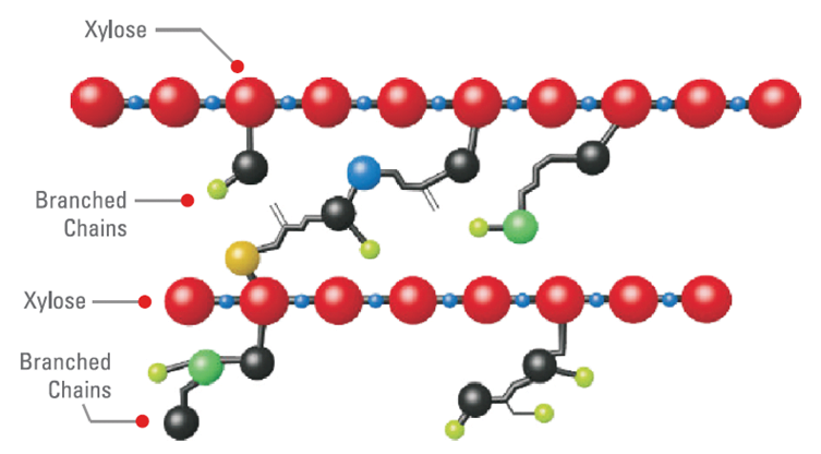 Figure 1: Schematic representation of Arabinoxylan Structure (https://www.kemin.com/in/en/products/kemzyme-xpf).