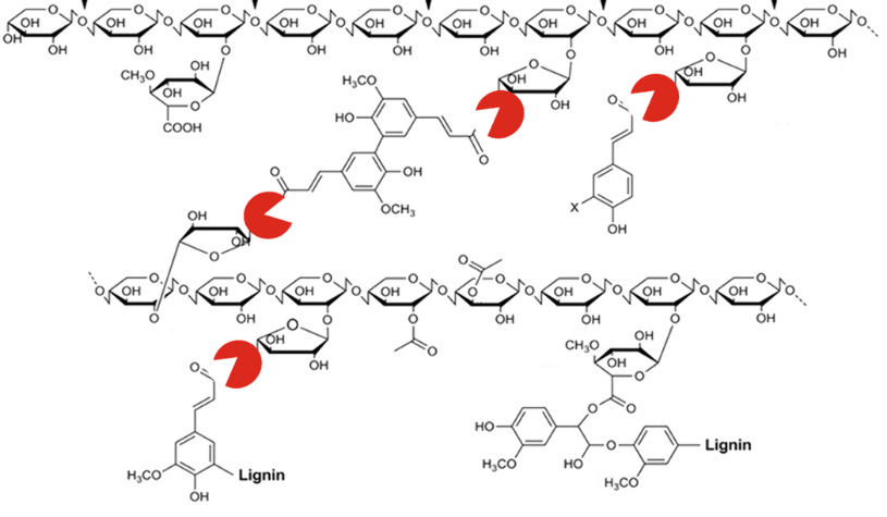 Figure 2: Feruloyl esterase cleaves ester bonds of (di)ferulic acids, helping in the digestibility of non-starch polysaccharides.