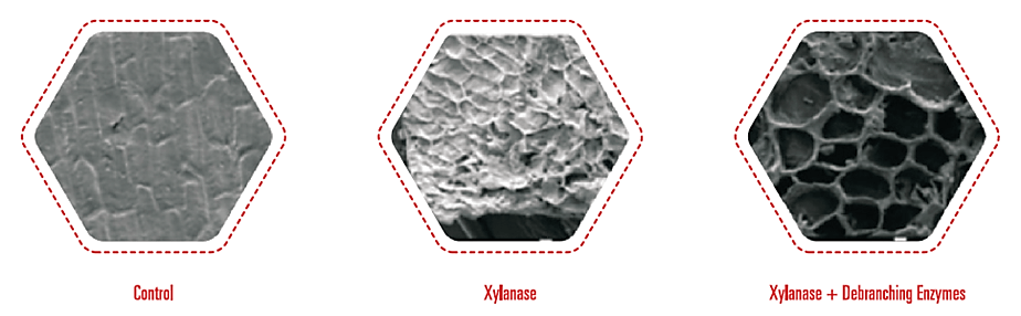 Figure 3: Breakdown of Arabinoxylans with Xylanase, and Xylanase in combination with Debranching Enzyme (Image courtesy: J. Agric. Food Chem., 2016