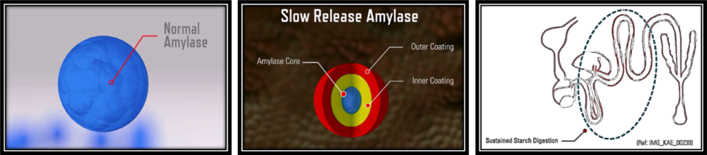 Figure 4: Sustained Release Amylase (SRA) - Sustained Starch Digestion