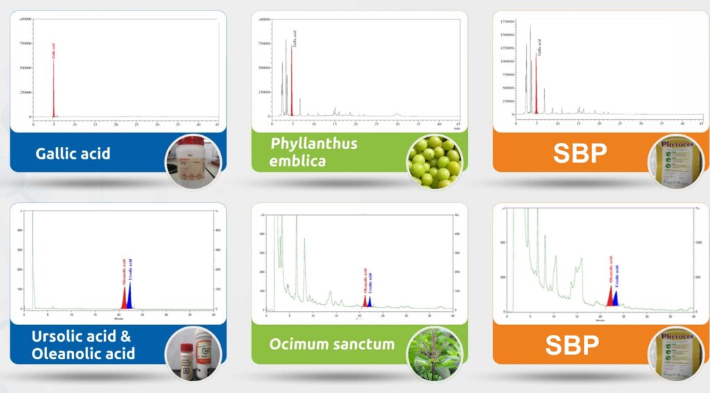 Figure 2: Reference phytochemicals are selected to be standardized in SBPs.