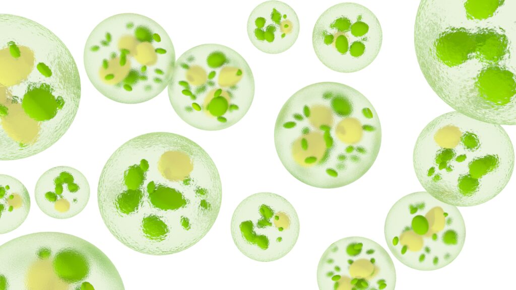 Microalgae representation