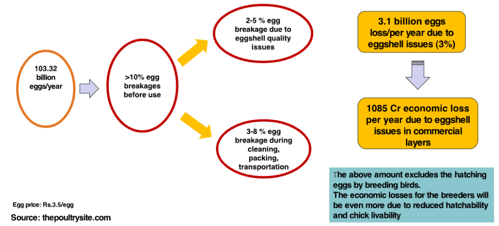 Saleable Eggs