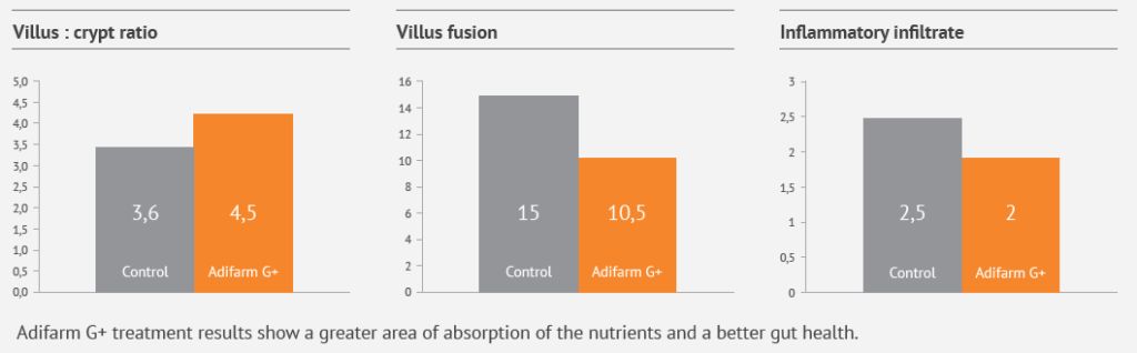 MAINTAINING A HEALTHY GUT