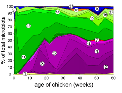 MAINTAINING A HEALTHY GUT