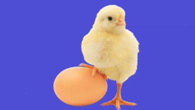 POULTRY PUNCH LOGO