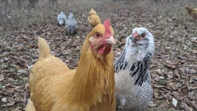 Can Chickens Drown In The Rain big