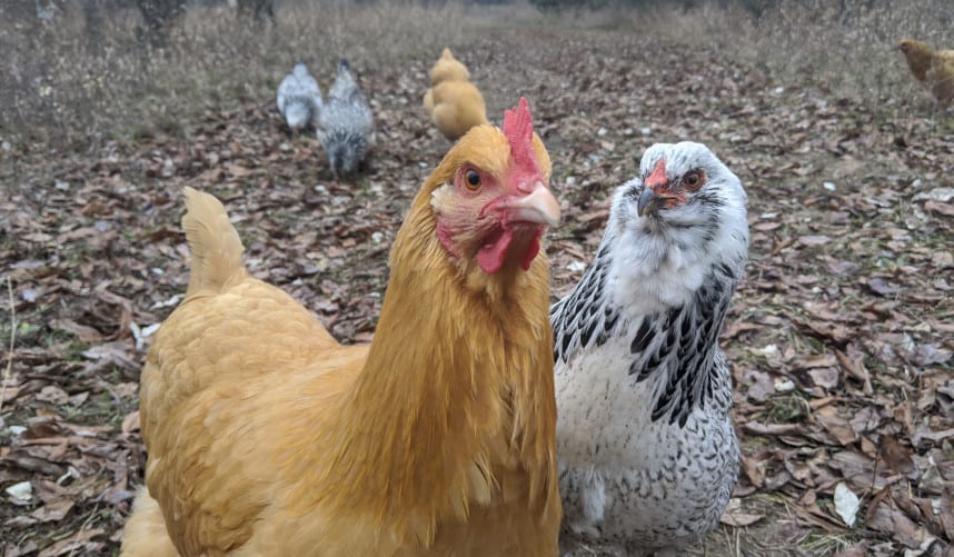 Complications of poultry and its management during rainy season