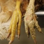 Dermatological disorders (Skin problems) in chicken: causes and ...