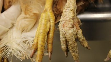 chicken feet 400w