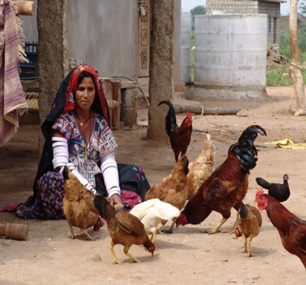 POULTRY FARMING