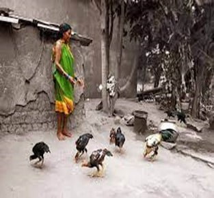 POULTRY FARMING