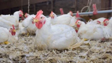 Biosecurity measures in poultry farming