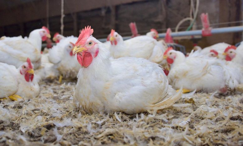 Biosecurity measures in poultry farming