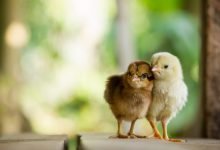 CHICK SEXING
